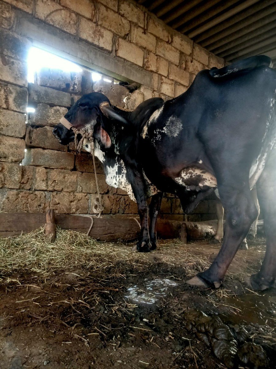 ગાય વેચવાની છે