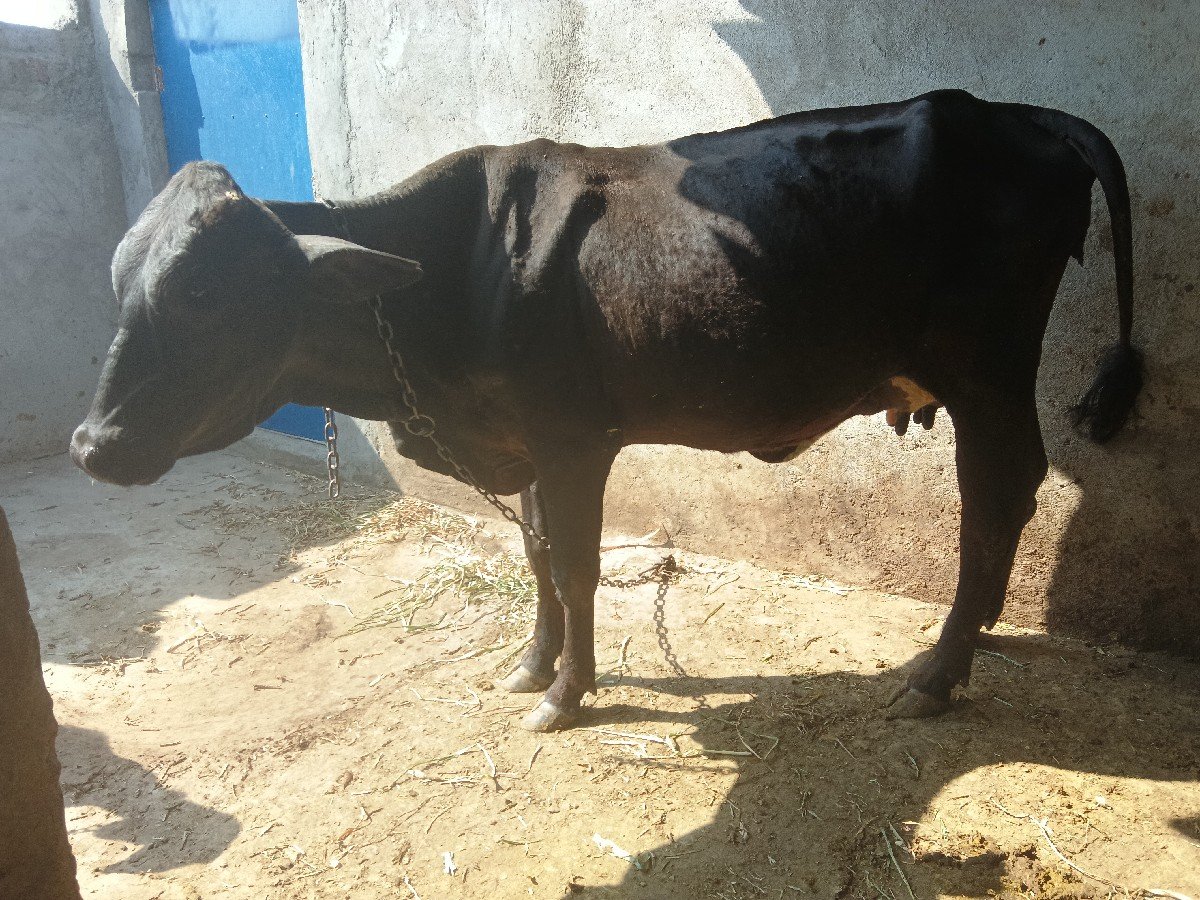 ગીર કોલો છોડ કે વેચવાની
