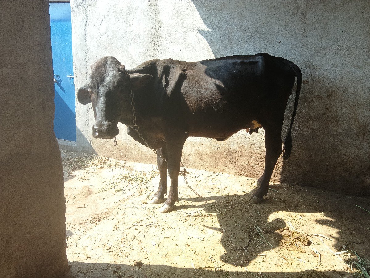 ગીર કોલો છોડ કે વેચવાની