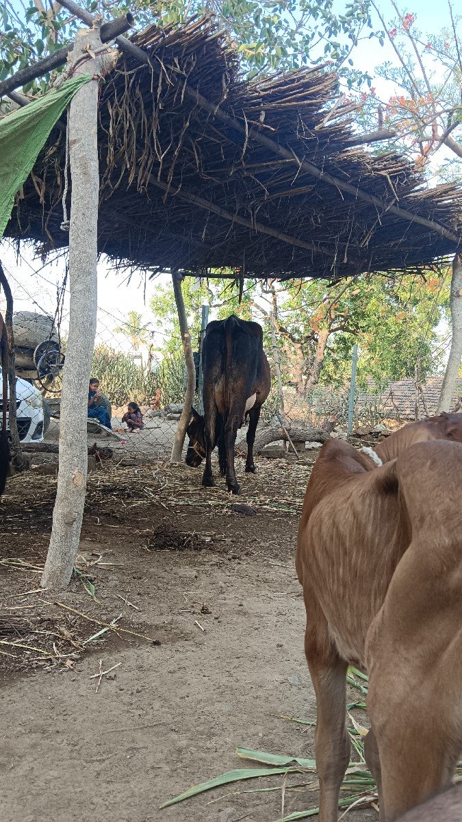 ગાય વેચવાની છે