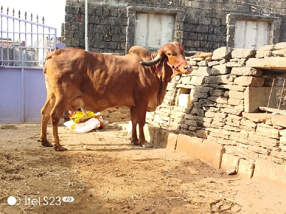 ગાય વેચવાની છે