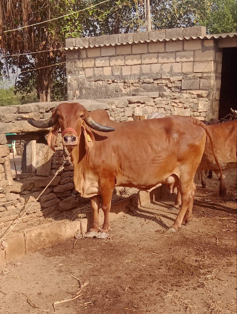 ગાય વેચવાની છે