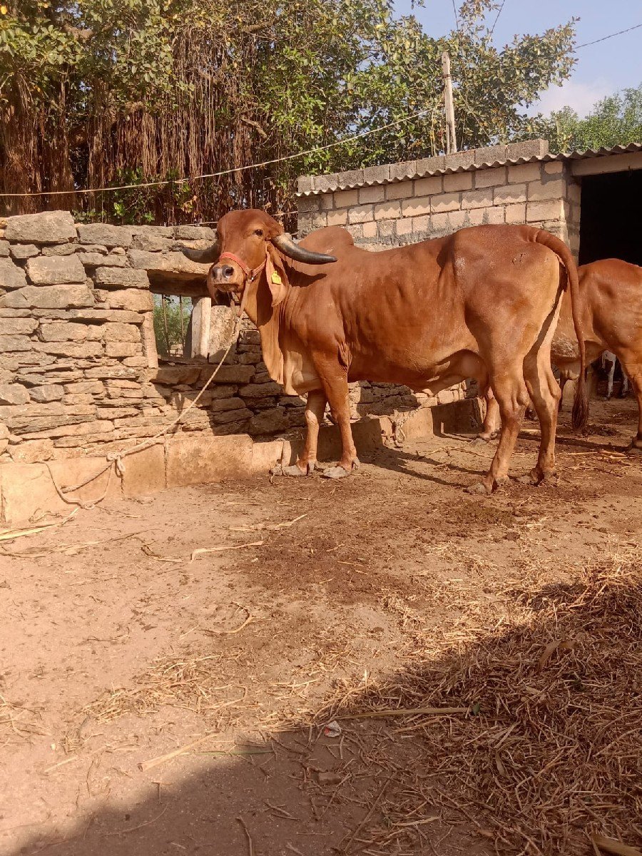 ગાય વેચવાની છે