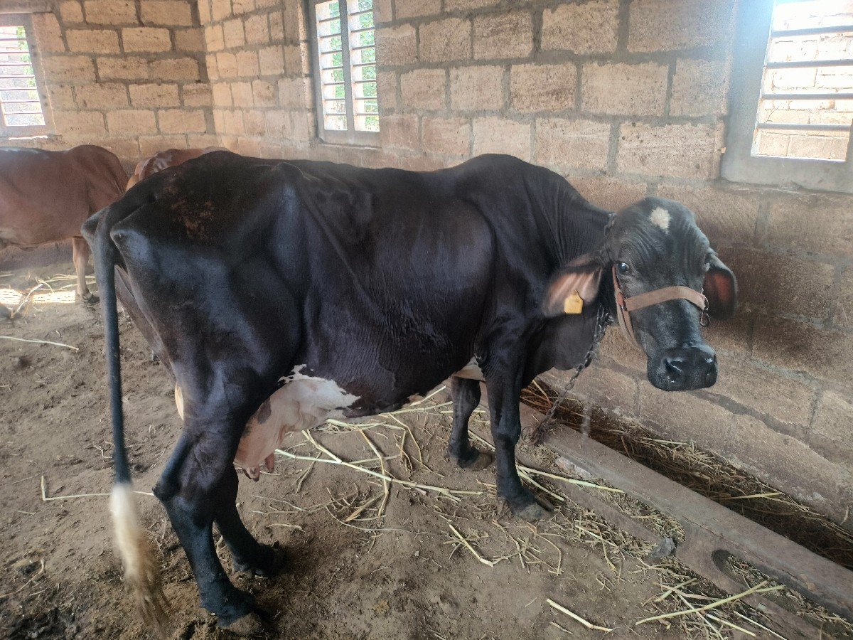 ગિર ક્રોસ Hf ગાય વેસવાની છે