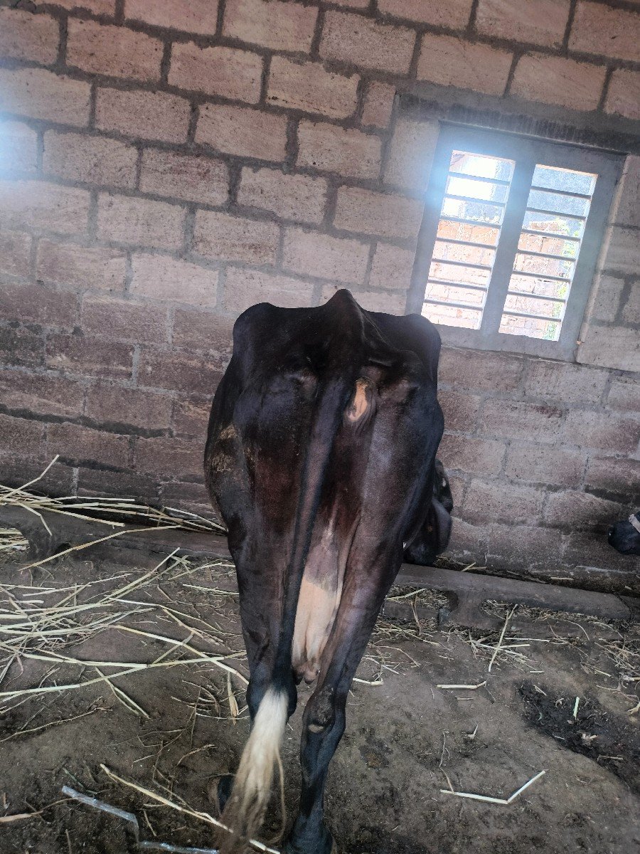 ગિર ક્રોસ Hf ગાય વેસવાની છે