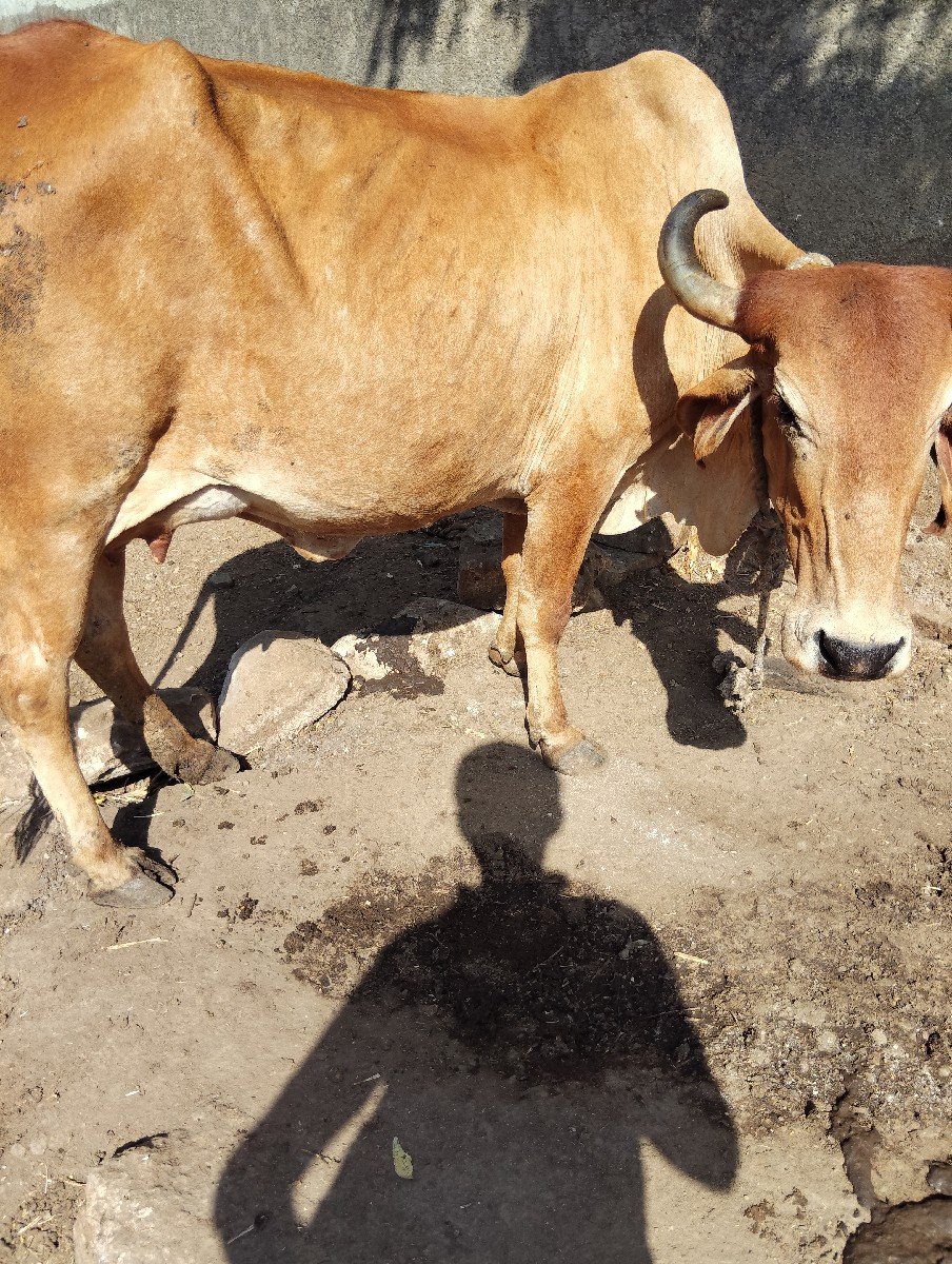 ત્રીજું વેતર