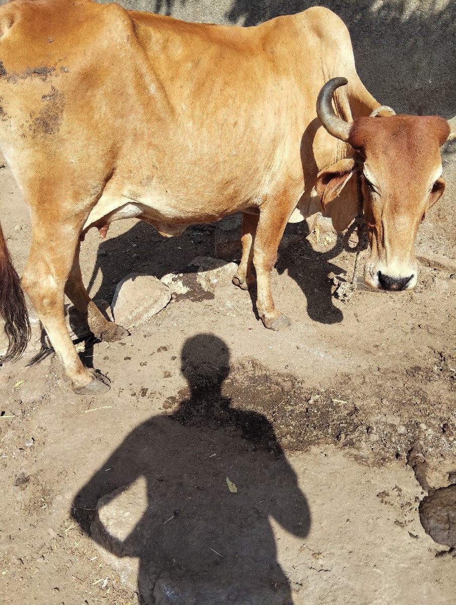 ત્રીજું વેતર
