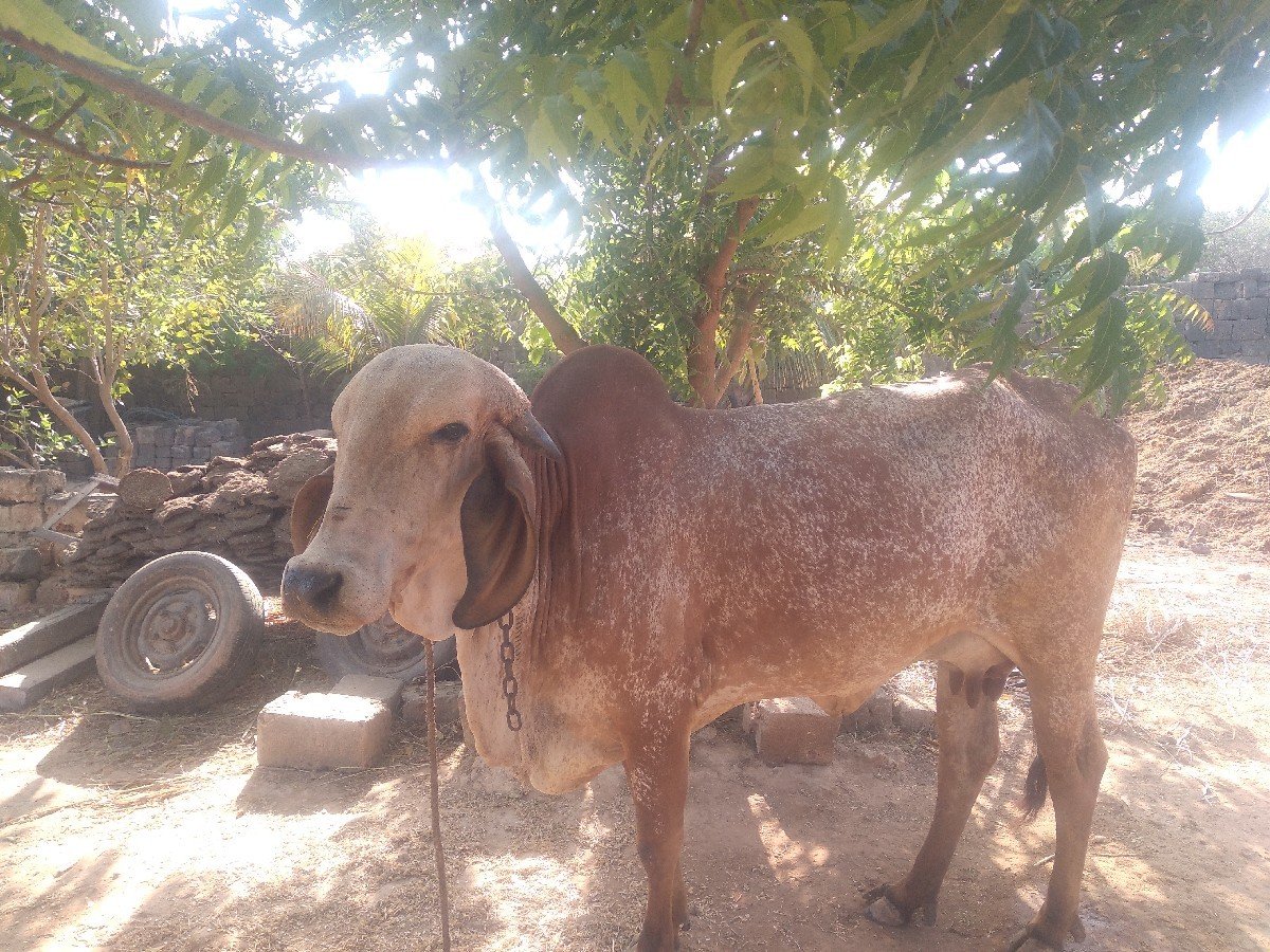 ગીર કાબરી ગાય વેચવાની છે.