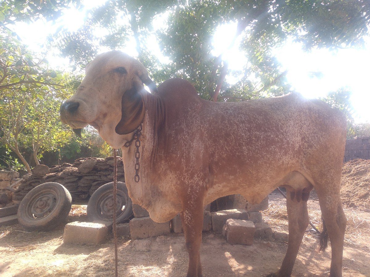 ગીર કાબરી ગાય વેચવાની છે.