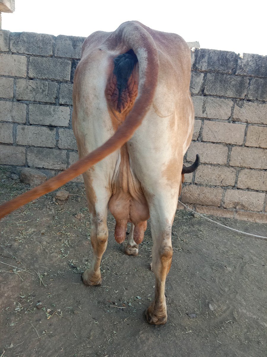 ગાય વેચવાની છે