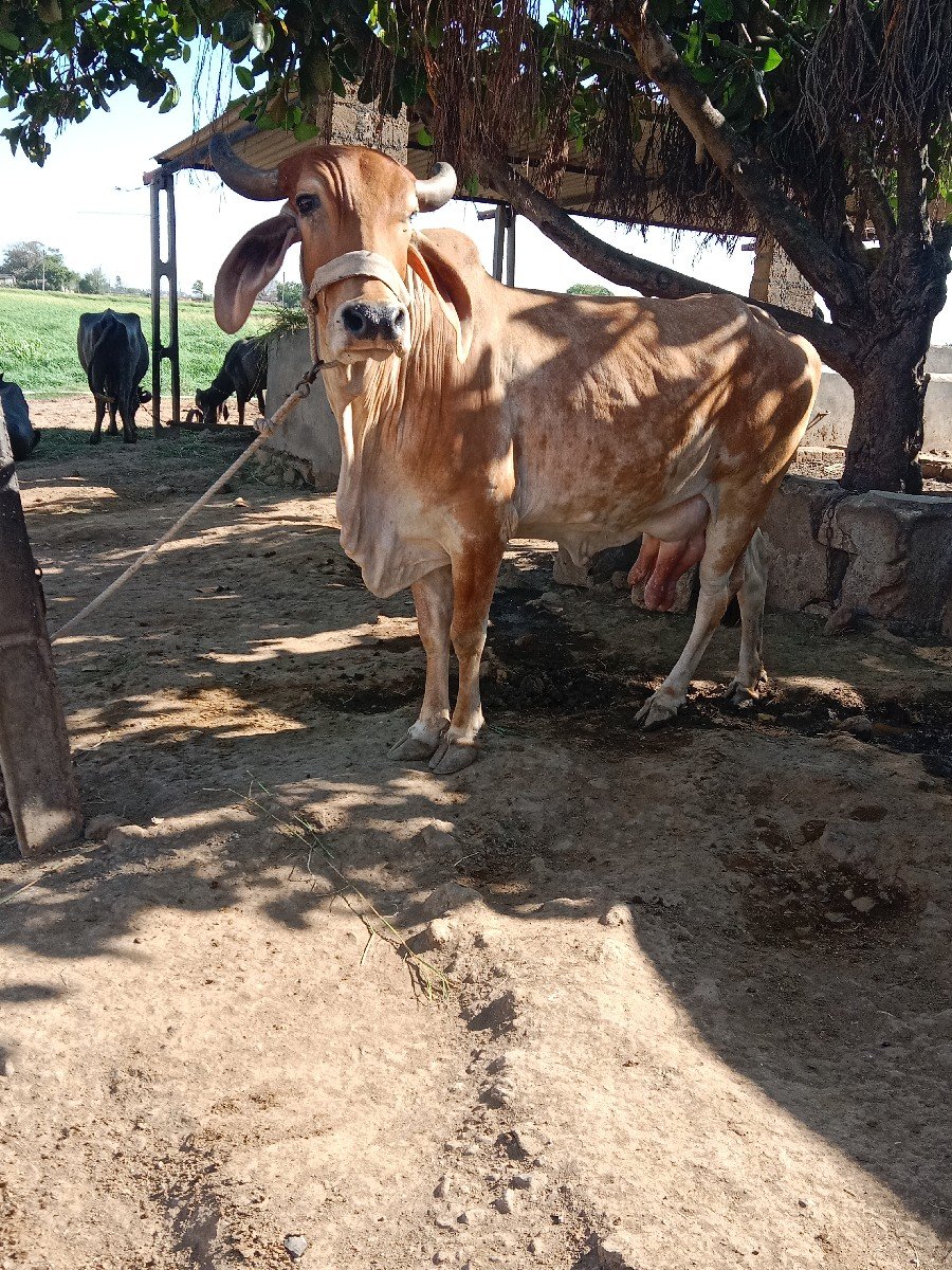 ગાય વેચવાની છે