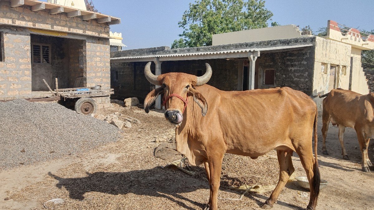હોડકી વેચવાની છે વ્યાના ઉપર છે.