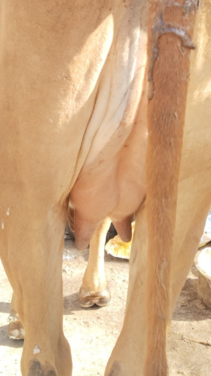 હોડકી વેચવાની છે વ્યાના ઉપર છે.