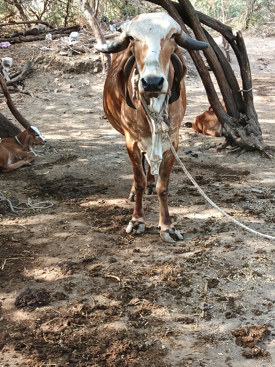 ગીર હોડકી વેચવાની છે