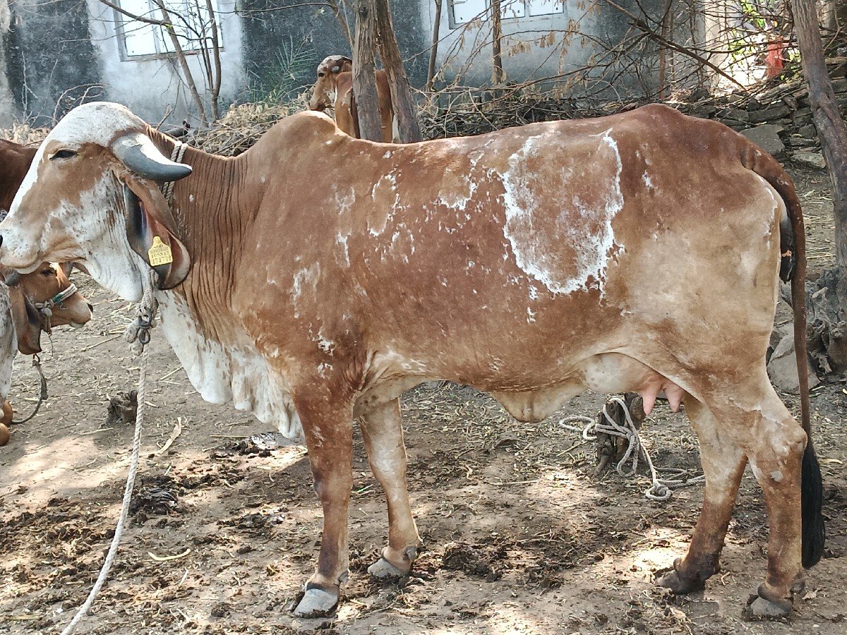ગીર હોડકી વેચવાની છે