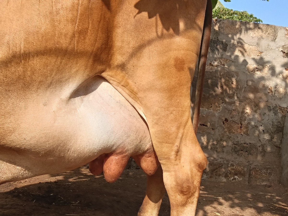 ગાય વેચવાની છે
