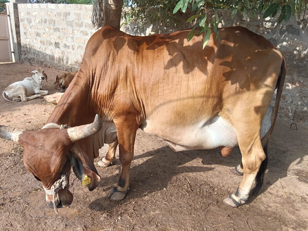 ગાય વેચવાની છે