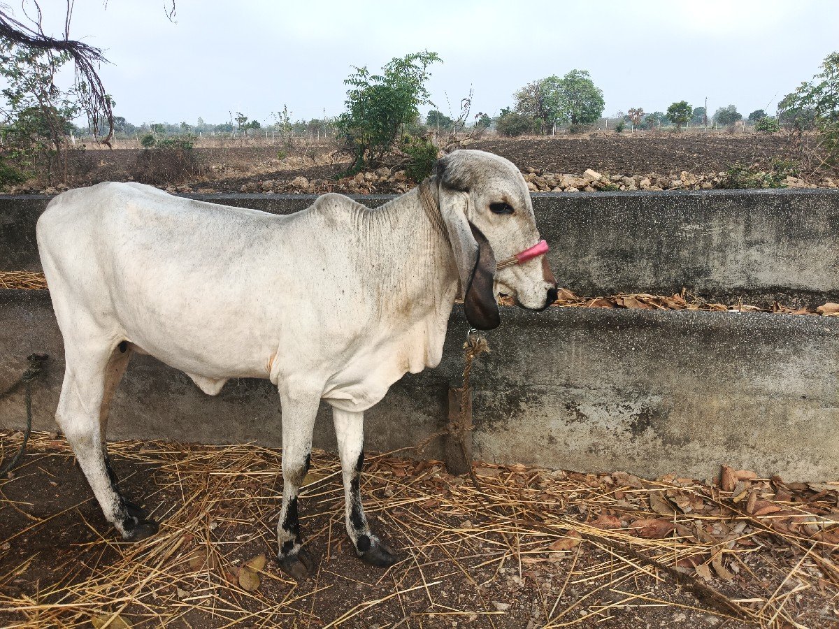 આ બંને  વેચવાની છે ઓડિયો