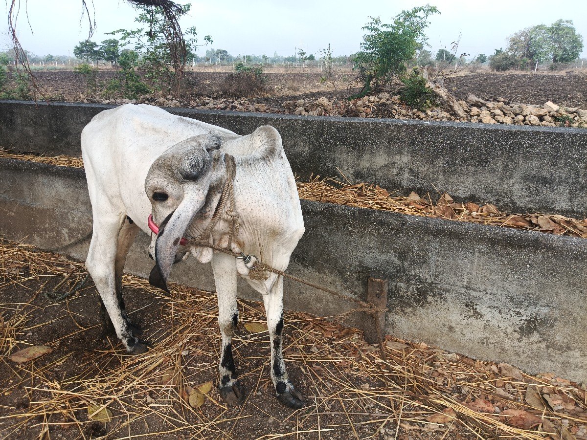 આ બંને  વેચવાની છે ઓડિયો