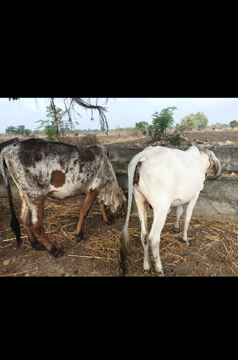 વાછડી વેચવાની છે