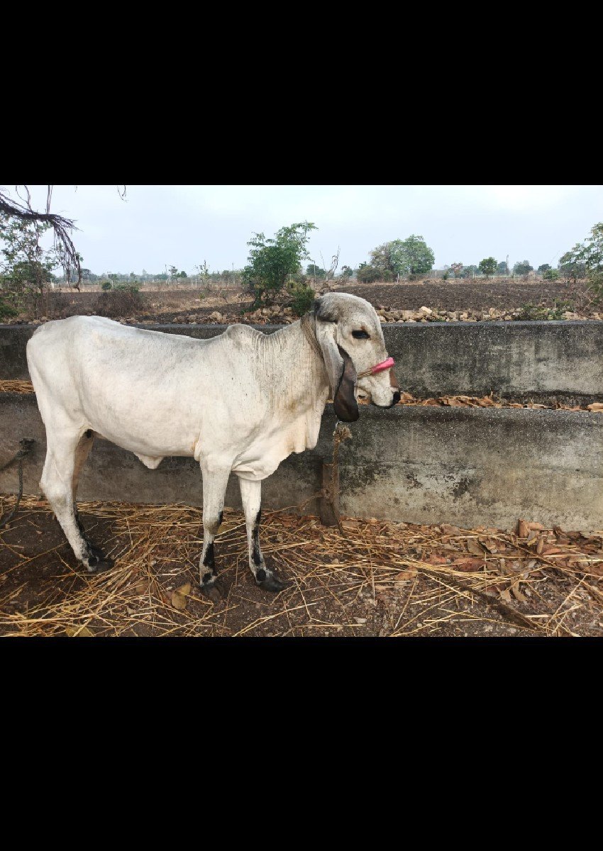વાછડી વેચવાની છે