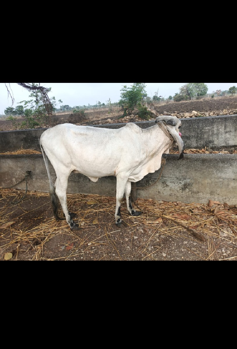 વાછડી વેચવાની છે