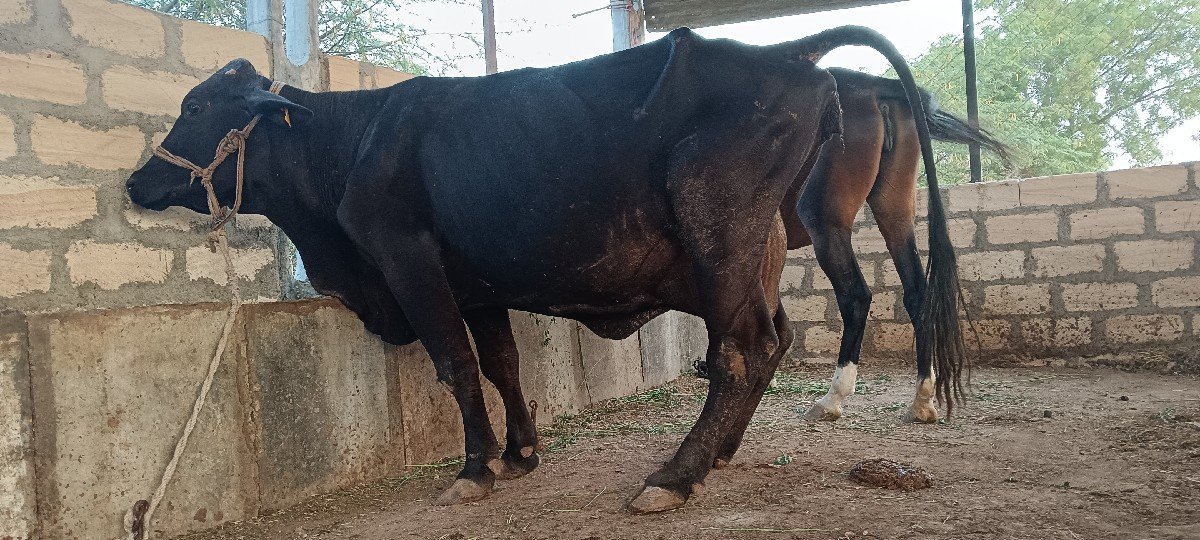 ગીર કોર્સ જર્સી ગાય
