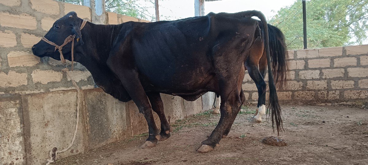 ગીર કોર્સ જર્સી ગાય