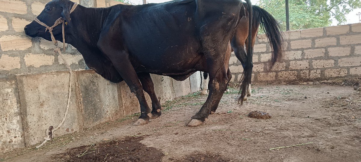ગીર કોર્સ જર્સી ગાય