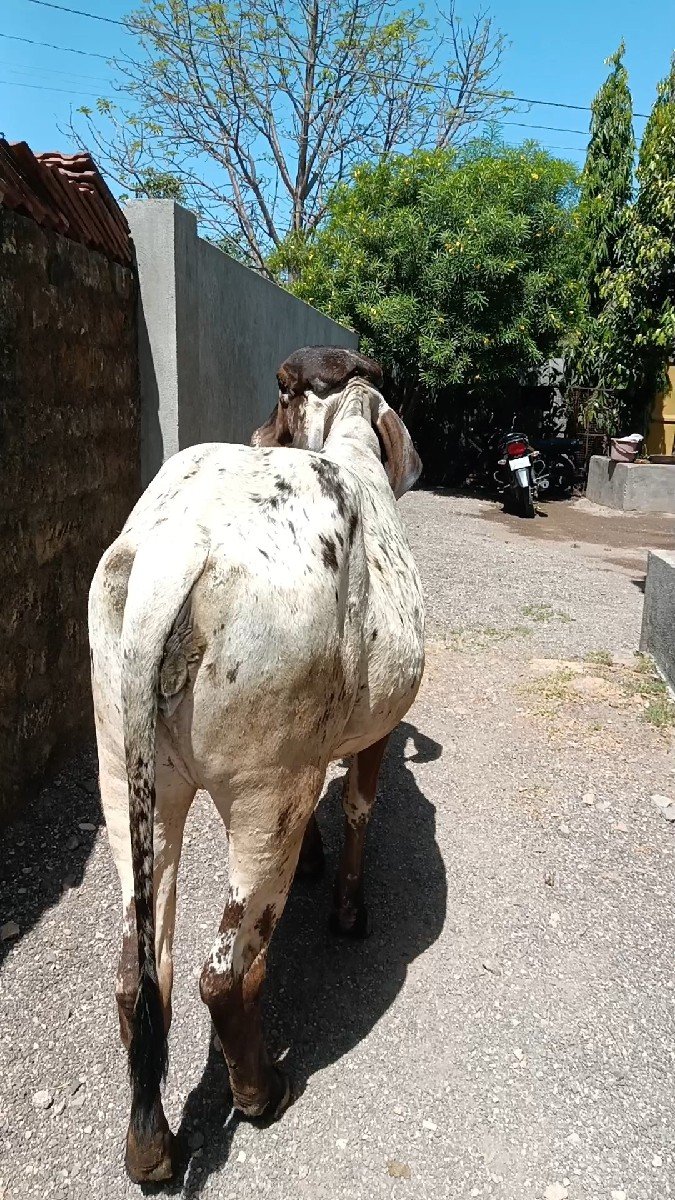ગીર વાશડી છૅ