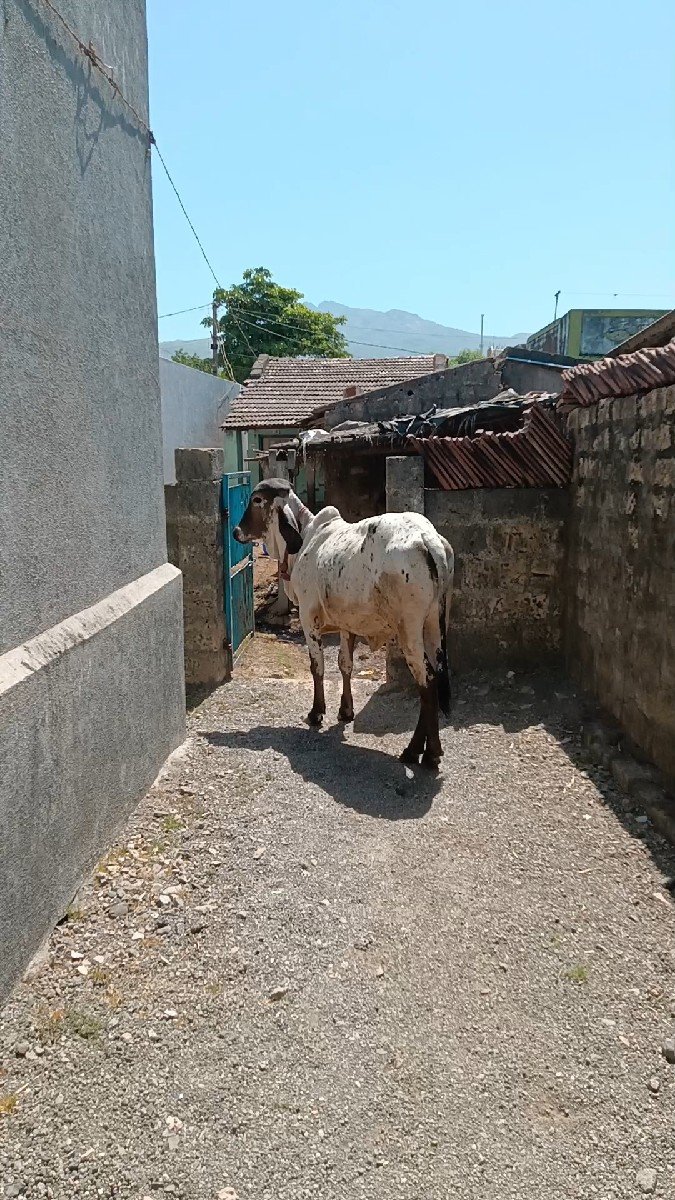 ગીર વાશડી છૅ