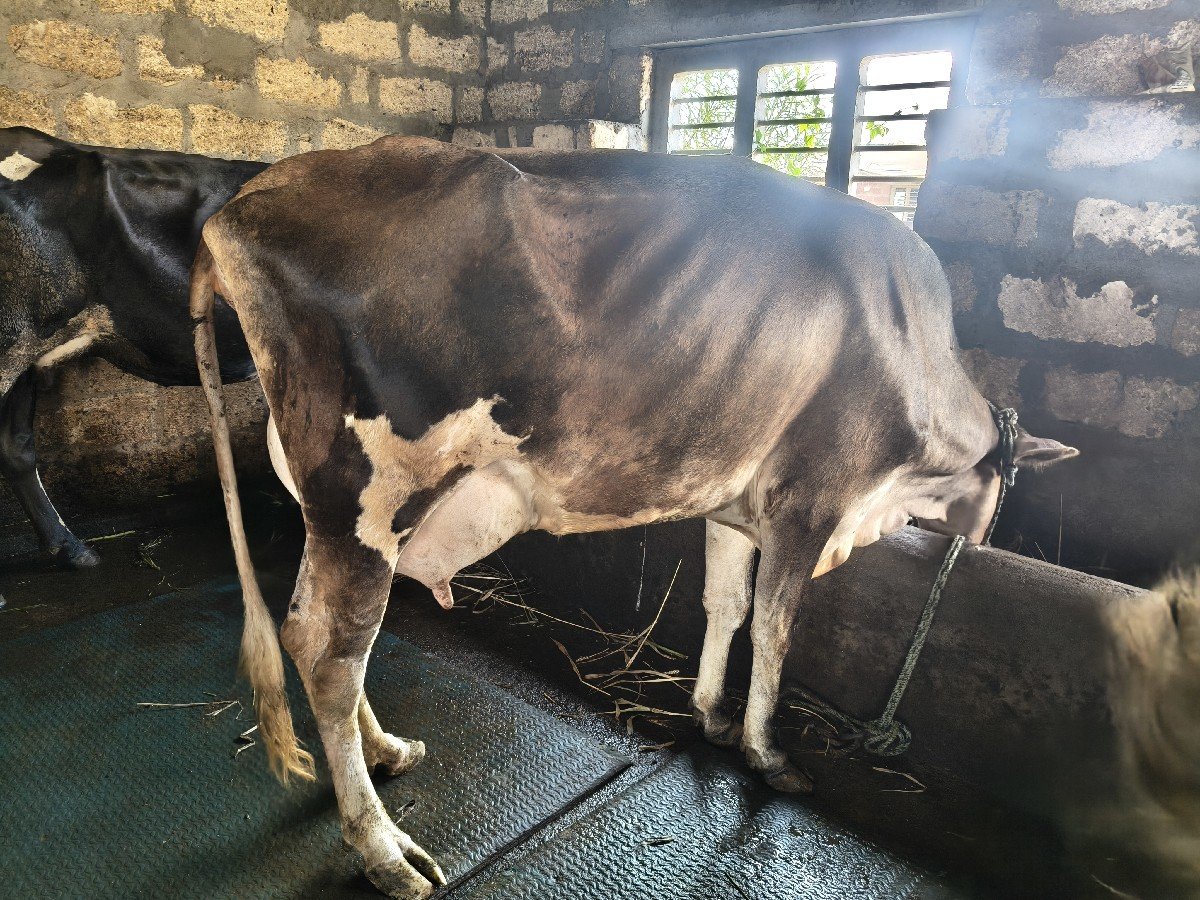 4 ગાયો અને 1 ઓડકી વેસવાની સે.