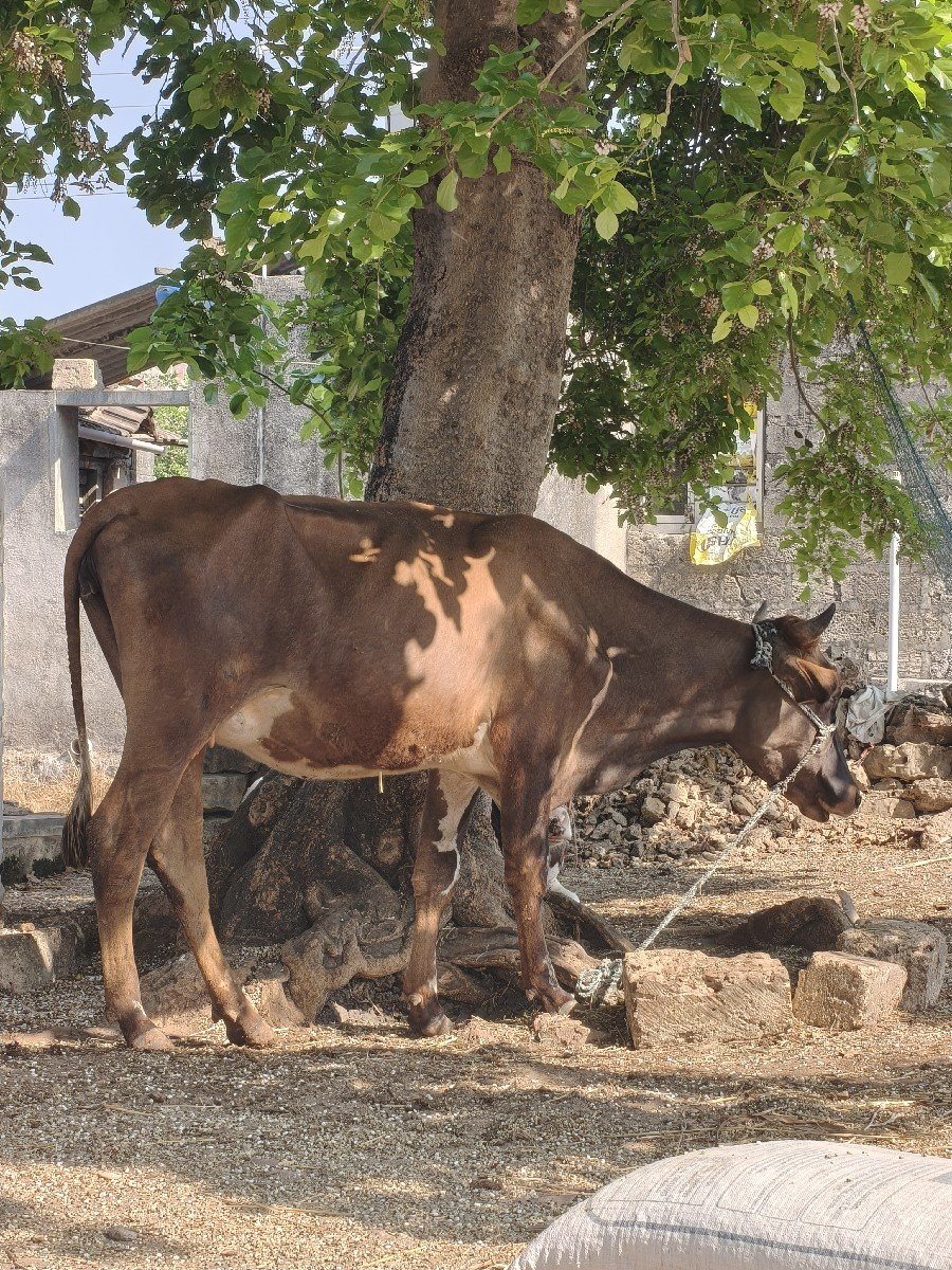 4 ગાયો અને 1 ઓડકી વેસવાની સે.