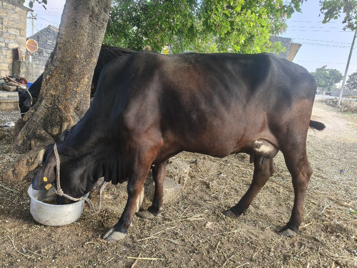 4 ગાયો અને 1 ઓડકી વેસવાની સે.