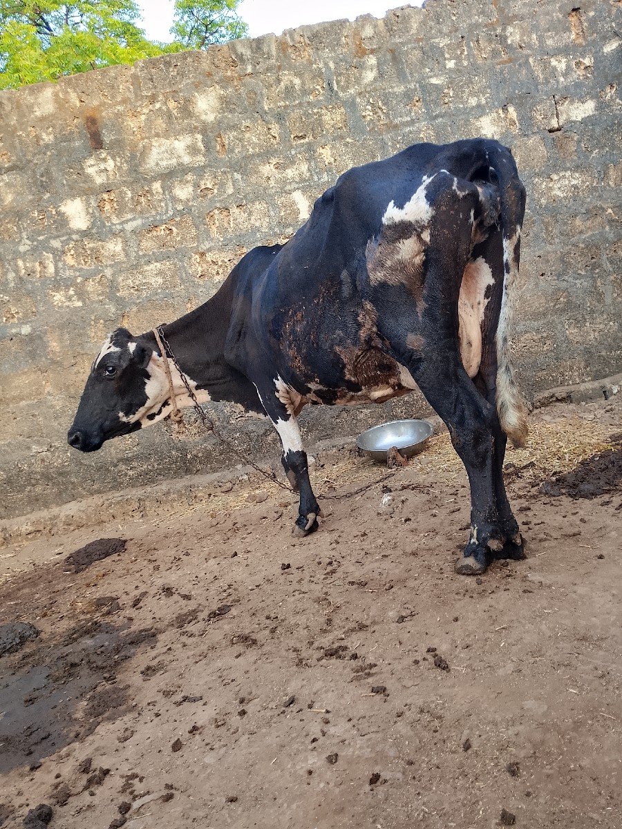 એચ. એફ. ગાય વેચવાની છે