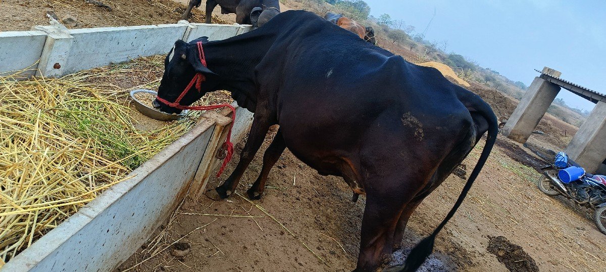 ગાય વેચવાની છે