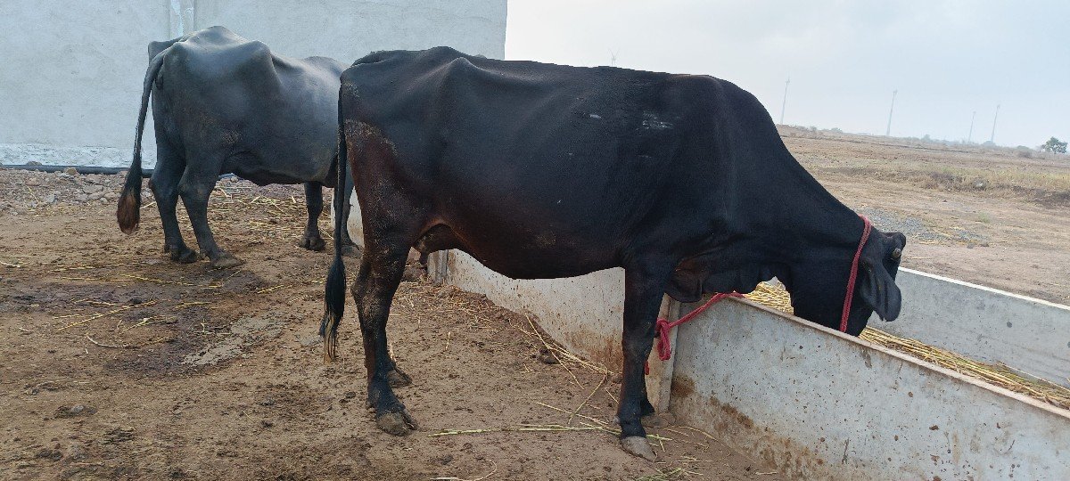 ગાય વેચવાની છે