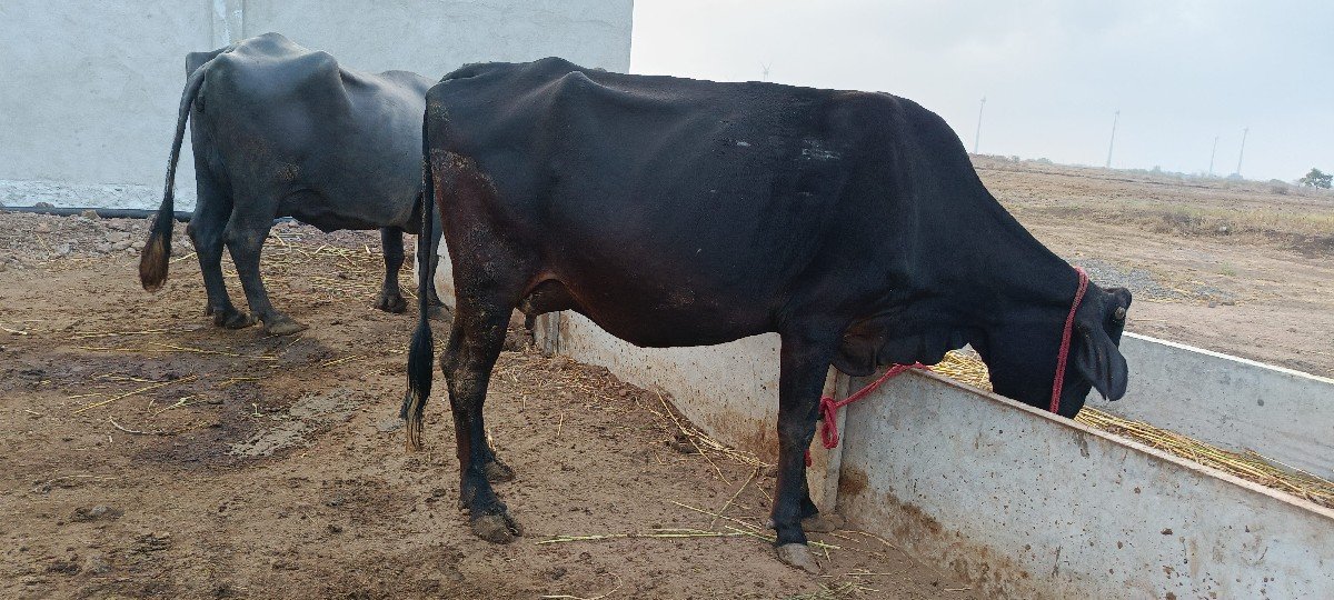 ગાય વેચવાની છે