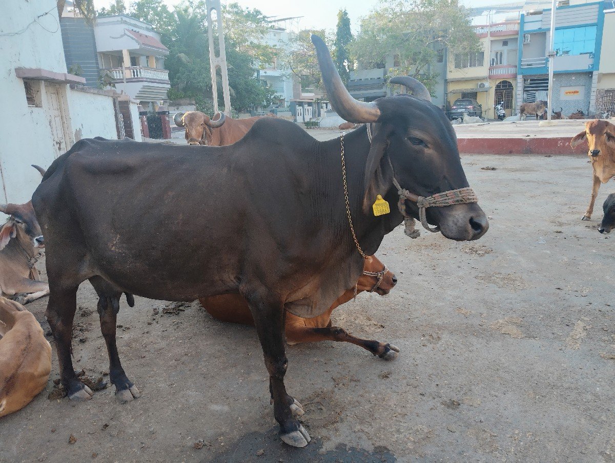આખી કાળી ગાય છે વેચવાની છે ત્રીજું