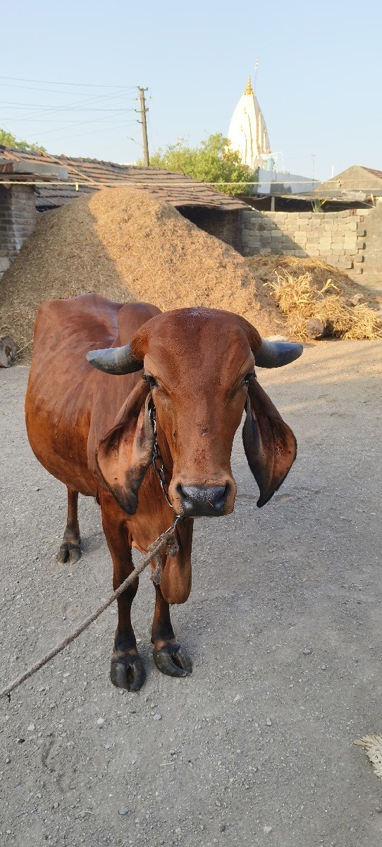 2વેતર ગીર ગાય