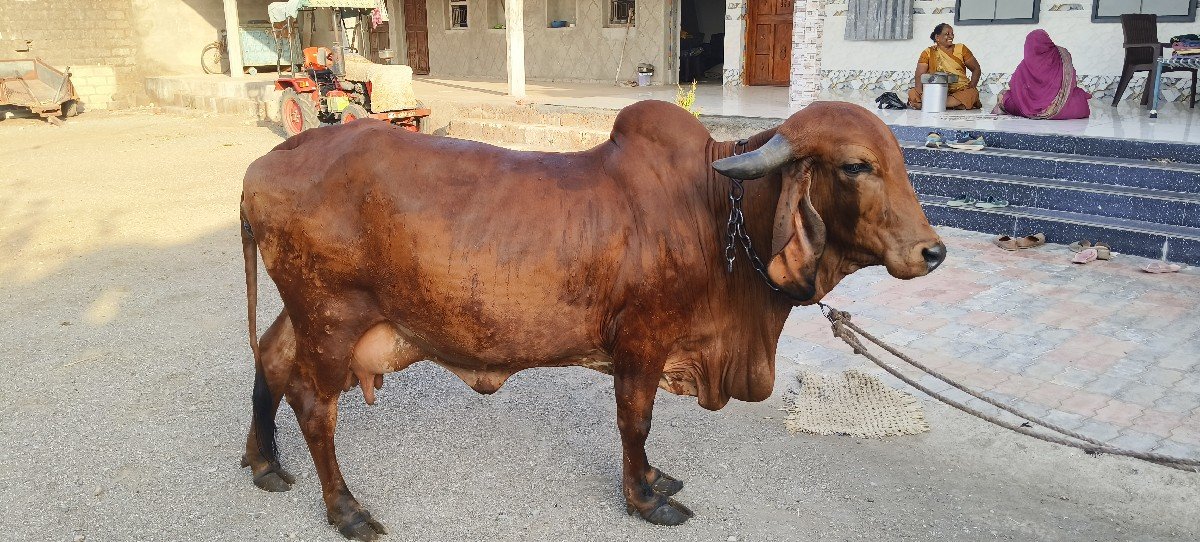 2વેતર ગીર ગાય