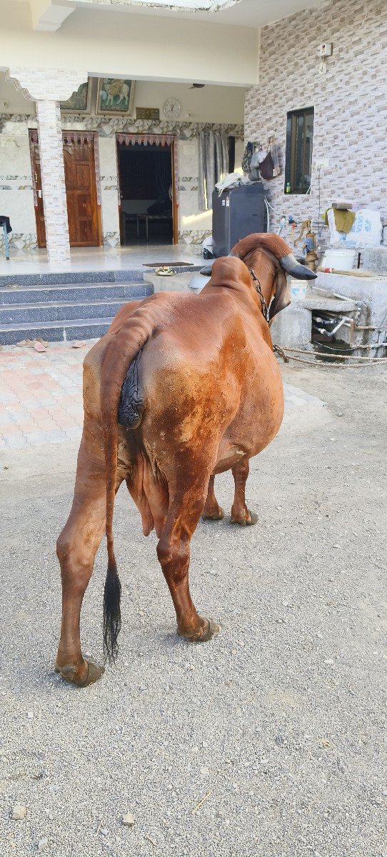 2વેતર ગીર ગાય