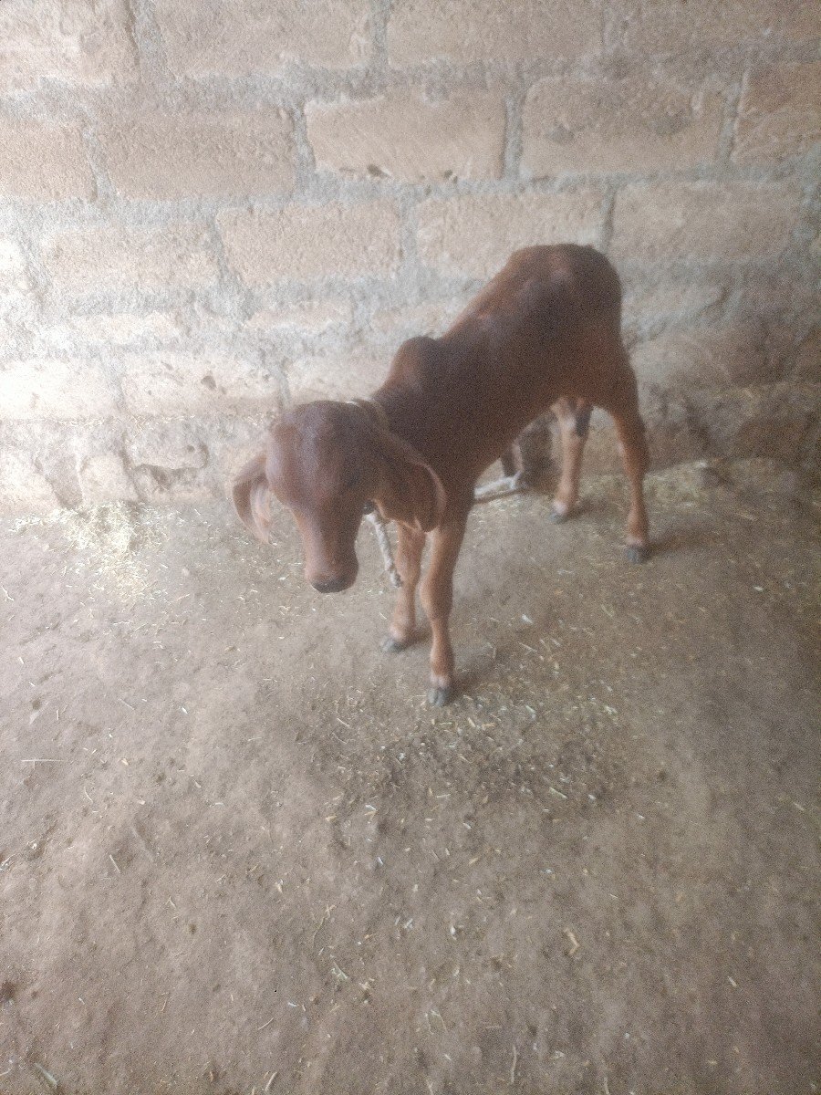 ગાય વેચવાની છે