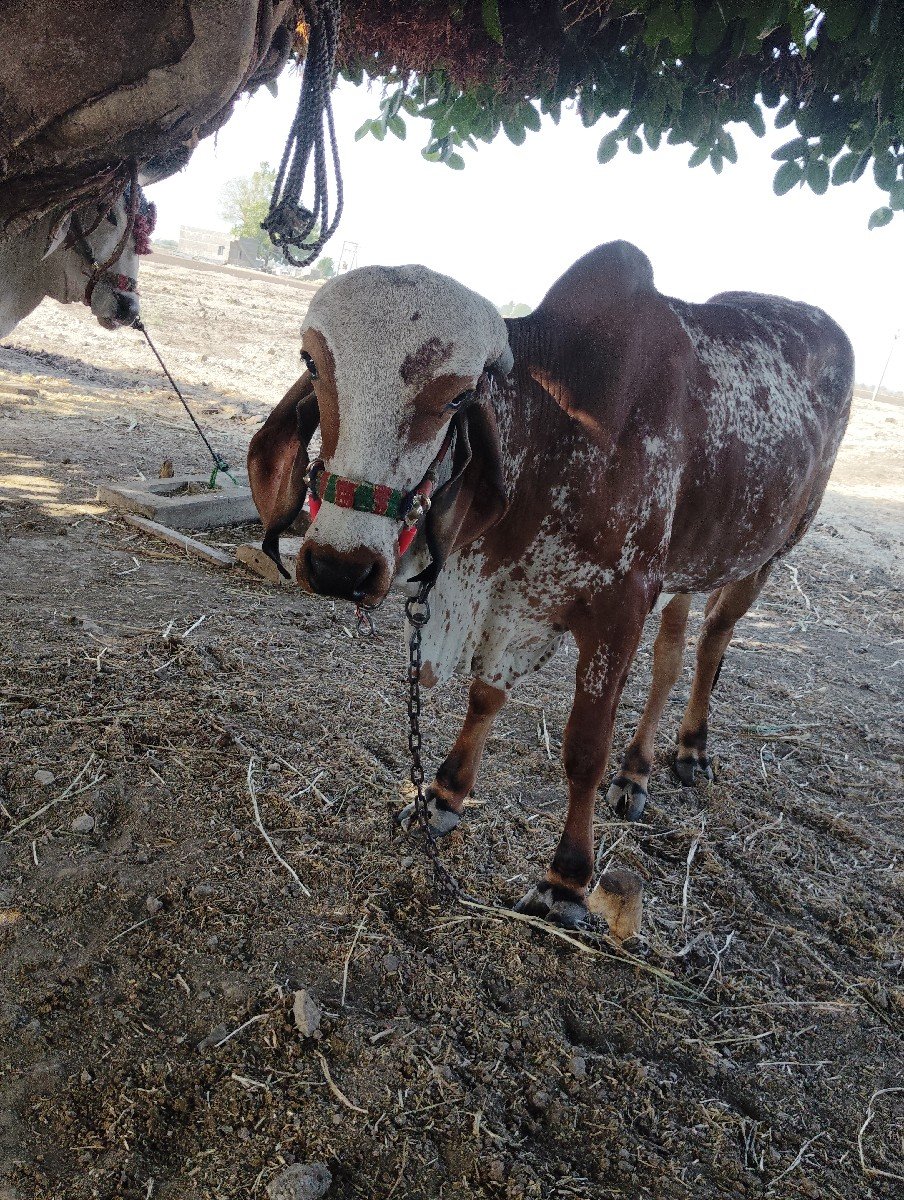 ગાય.અને.વાછડીવેચવાનાછે