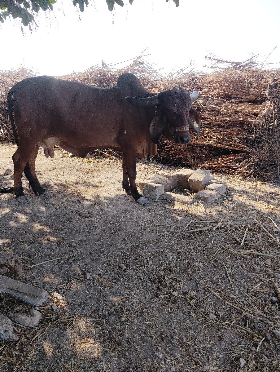 ગાય.અને.વાછડીવેચવાનાછે