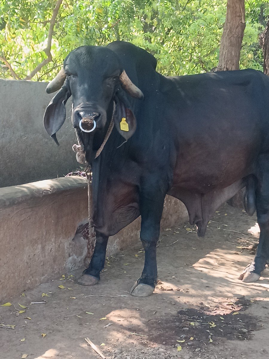 original gir khut vesvano se