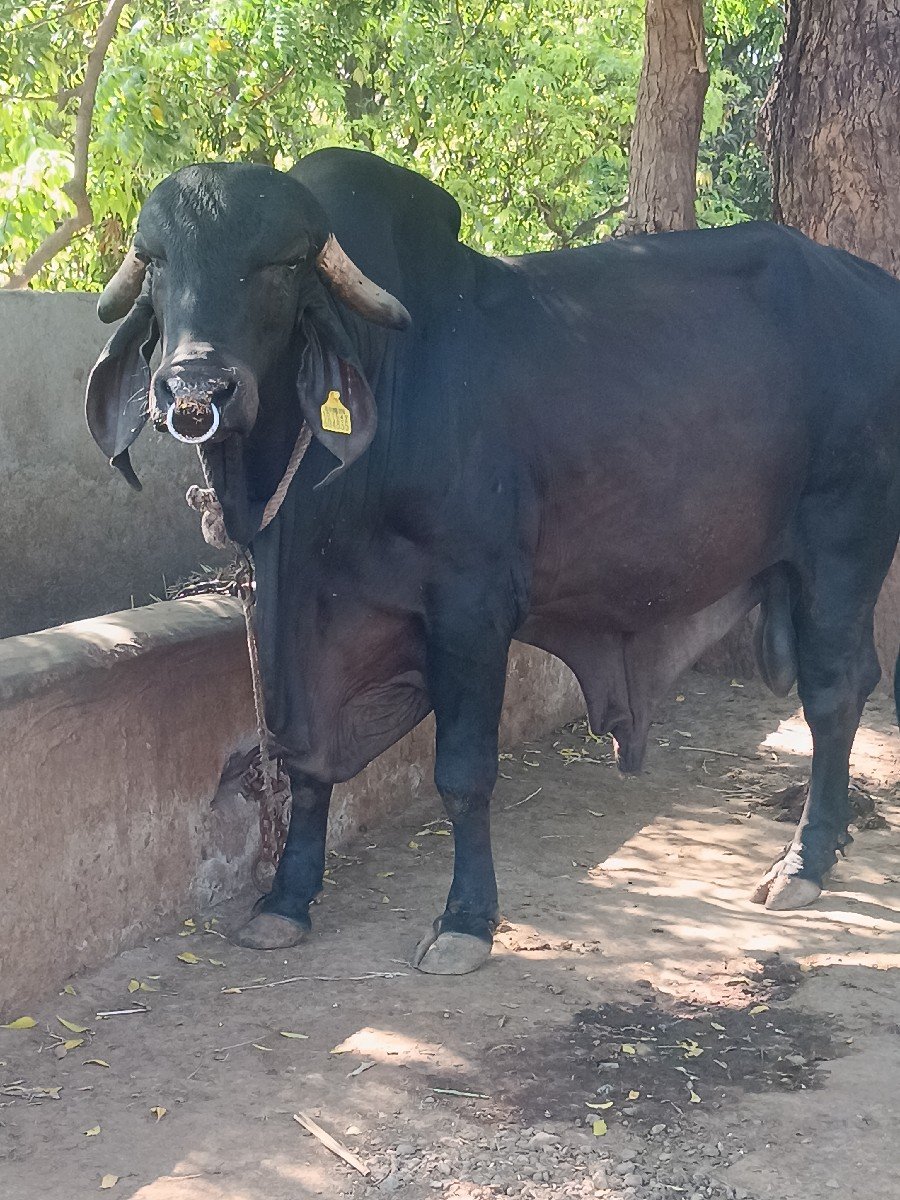 original gir khut vesvano se