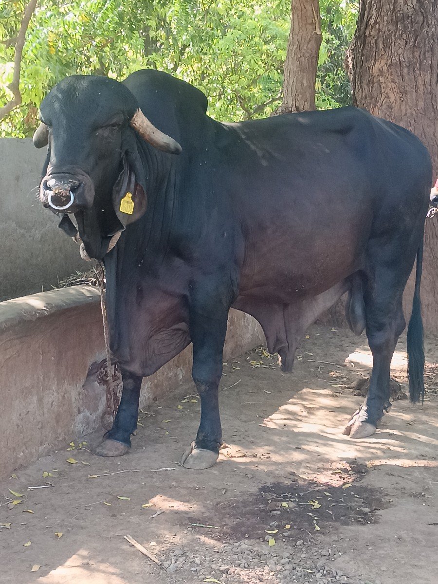 original gir khut vesvano se