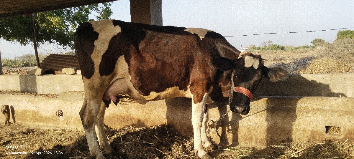 ગાય વેચવાની છે
