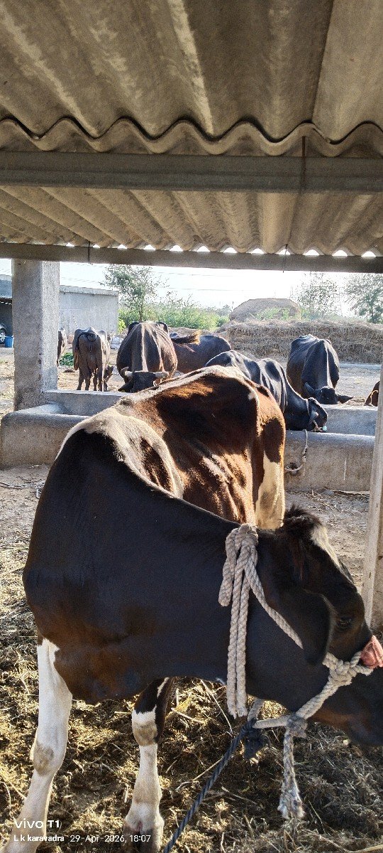 ગાય વેચવાની છે